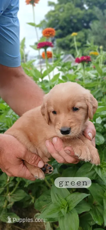 Green – Golden Retriever puppy for sale in Mount Solon, VA