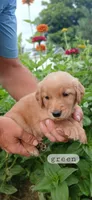 Green, a male Golden Retriever for sale in Mount Solon, VA – 1 of 1