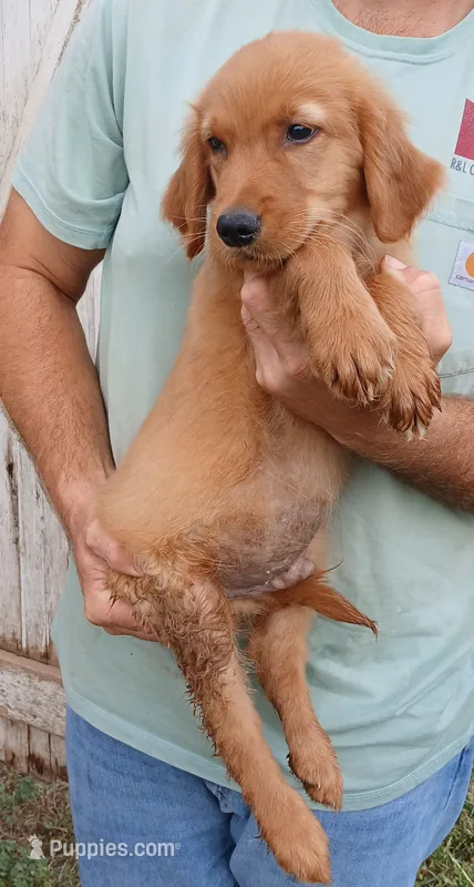 Magenta – Golden Retriever puppy for sale in Mount Solon, VA