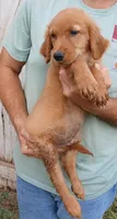 Magenta, a male Golden Retriever for sale in Mount Solon, VA – 1 of 2