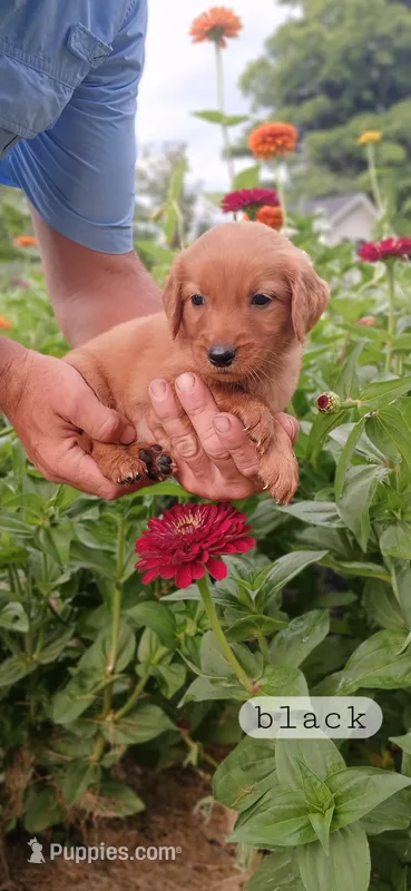 Black – Golden Retriever puppy for sale in Mount Solon, VA
