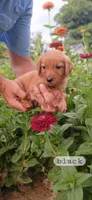 Black, a male Golden Retriever for sale in Mount Solon, VA – 1 of 1