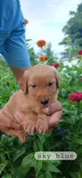 Sky Blue, a male Golden Retriever for sale in Mount Solon, VA – 1 of 1