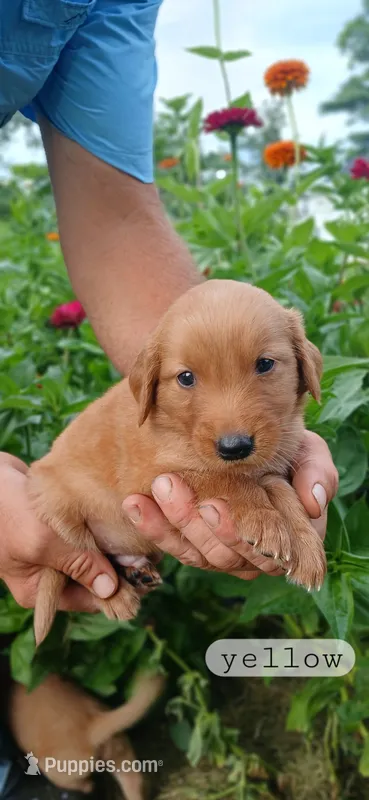 Yellow – Golden Retriever puppy for sale in Mount Solon, VA