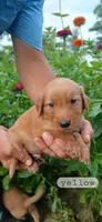 Yellow, a male Golden Retriever for sale in Mount Solon, VA – 1 of 1