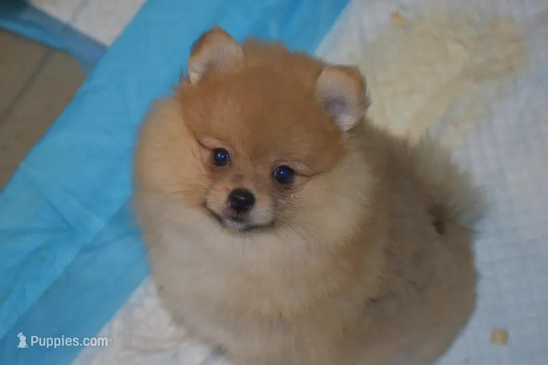 Cooper, a male Pomeranian for sale in Macon, GA – 1 of 2
