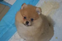 Cooper, a male Pomeranian for sale in Macon, GA – 1 of 2