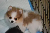 JAZZIE, a female Pomeranian for sale in Macon, GA – Photo 2 of 2