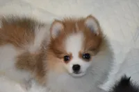 JAZZIE, a female Pomeranian for sale in Macon, GA – Photo 1 of 2