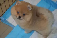 Cooper, a male Pomeranian for sale in Macon, GA – 2 of 2