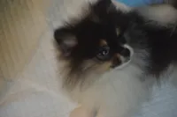 PANDA, a female Pomeranian for sale in Macon, GA – 1 of 2