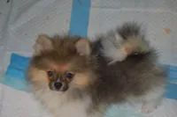 Tess, a female Pomeranian for sale in Macon, GA – 2 of 3