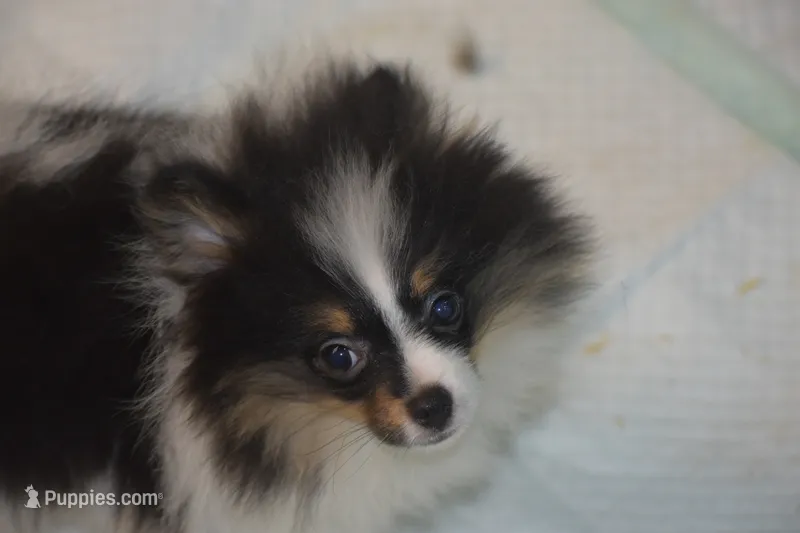 Pandora – Pomeranian puppy for sale in Macon, GA