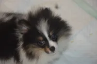 Pandora, a female Pomeranian for sale in Macon, GA – 1 of 3