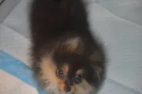 WILLOW, a female Pomeranian for sale in Macon, GA – 2 of 2