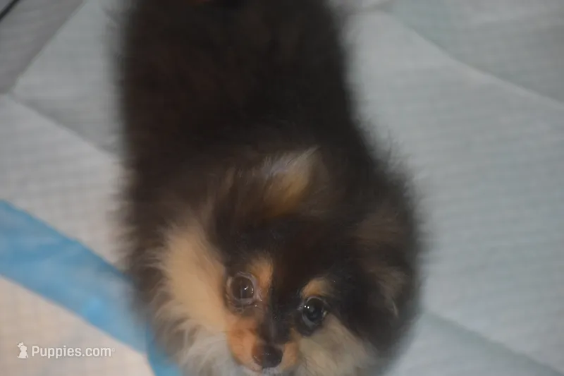 LITTLE MAN – Pomeranian puppy for sale in Macon, GA