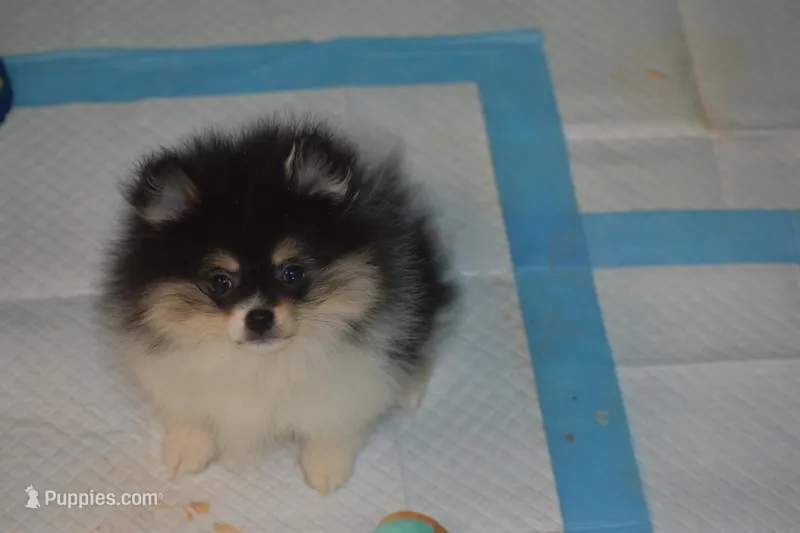 Dolly, a female Pomeranian for sale in Macon, GA – Photo 1 of 4