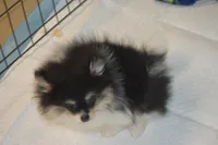 Dolly, a female Pomeranian for sale in Macon, GA – Photo 2 of 4