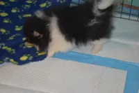 Dolly, a female Pomeranian for sale in Macon, GA – Photo 4 of 4