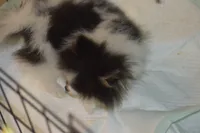Pandora, a female Pomeranian for sale in Macon, GA – 3 of 3