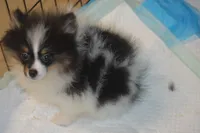 Pandora, a female Pomeranian for sale in Macon, GA – 2 of 3