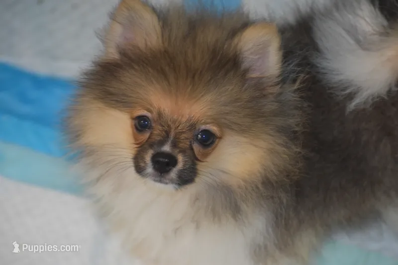 Tess – Pomeranian puppy for sale in Macon, GA