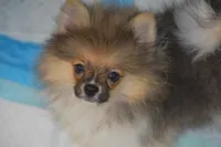 Tess, a female Pomeranian for sale in Macon, GA – 1 of 3