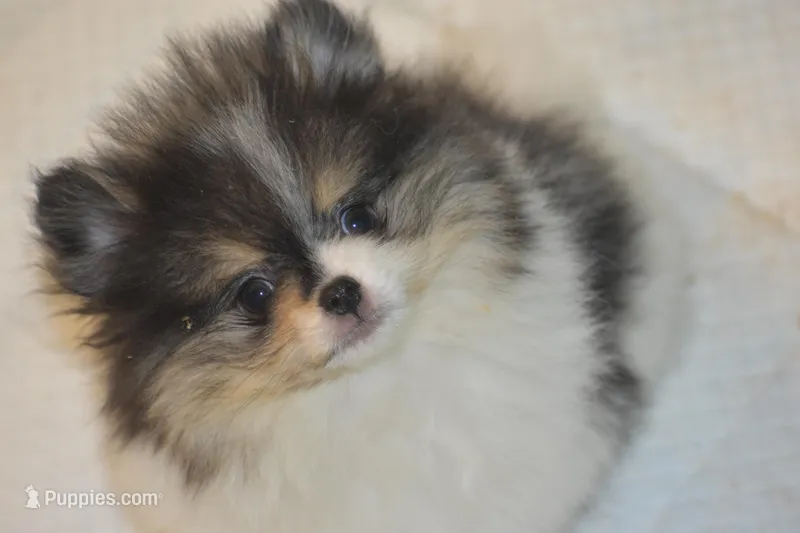 Bandit – Pomeranian puppy for sale in Macon, GA