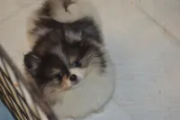 Bandit, a male Pomeranian for sale in Macon, GA – Photo 2 of 2