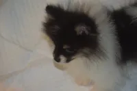 PANDA, a female Pomeranian for sale in Macon, GA – 2 of 2