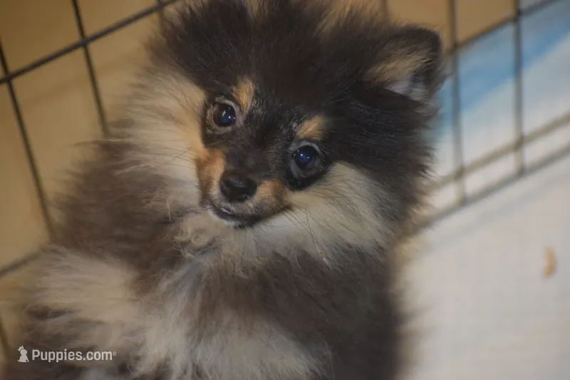 WILLOW – Pomeranian puppy for sale in Macon, GA
