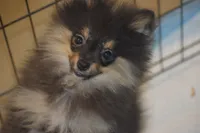 WILLOW, a female Pomeranian for sale in Macon, GA – 1 of 2