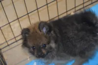Max, a male Pomeranian for sale in Macon, GA – 1 of 2