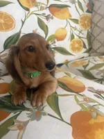 Beau , a male Miniature Dachshund for sale in Ivor, VA – 1 of 5