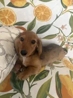 Penny, a female Miniature Dachshund for sale in Ivor, VA – 2 of 3