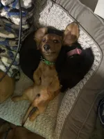 Beau , a male Miniature Dachshund for sale in Ivor, VA – 5 of 5