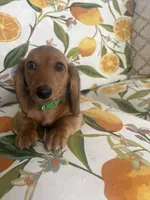 Beau , a male Miniature Dachshund for sale in Ivor, VA – 3 of 5