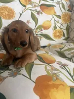 Beau , a male Miniature Dachshund for sale in Ivor, VA – 2 of 5