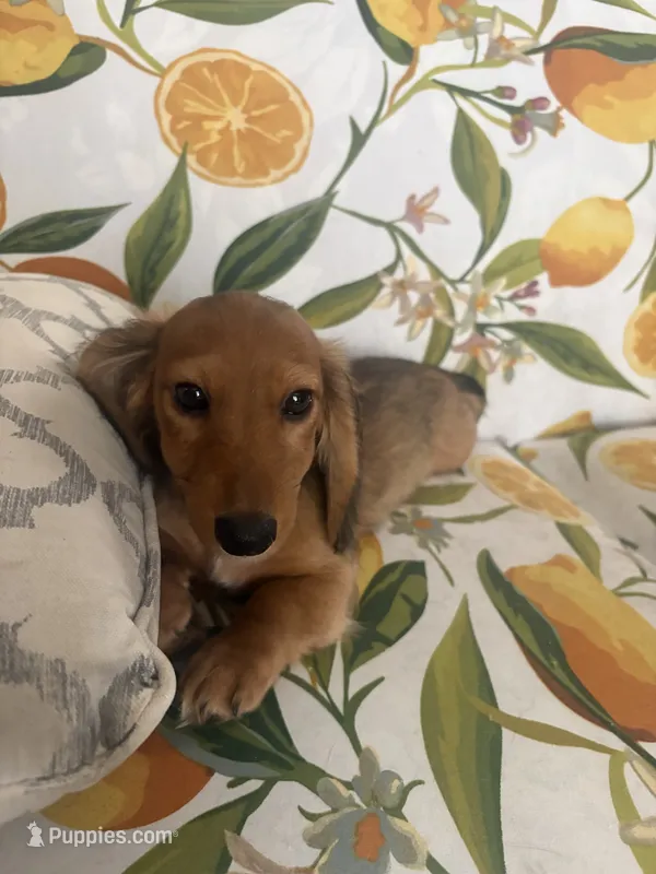 Penny – Miniature Dachshund puppy for sale in Ivor, VA