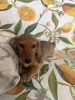 Penny, a female Miniature Dachshund for sale in Ivor, VA – 1 of 3