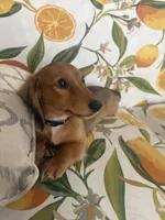 Penny, a female Miniature Dachshund for sale in Ivor, VA – 3 of 3