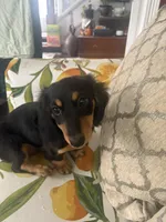 Mimi, a female Miniature Dachshund for sale in Ivor, VA – 1 of 2