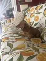 Beau , a male Miniature Dachshund for sale in Ivor, VA – 4 of 5