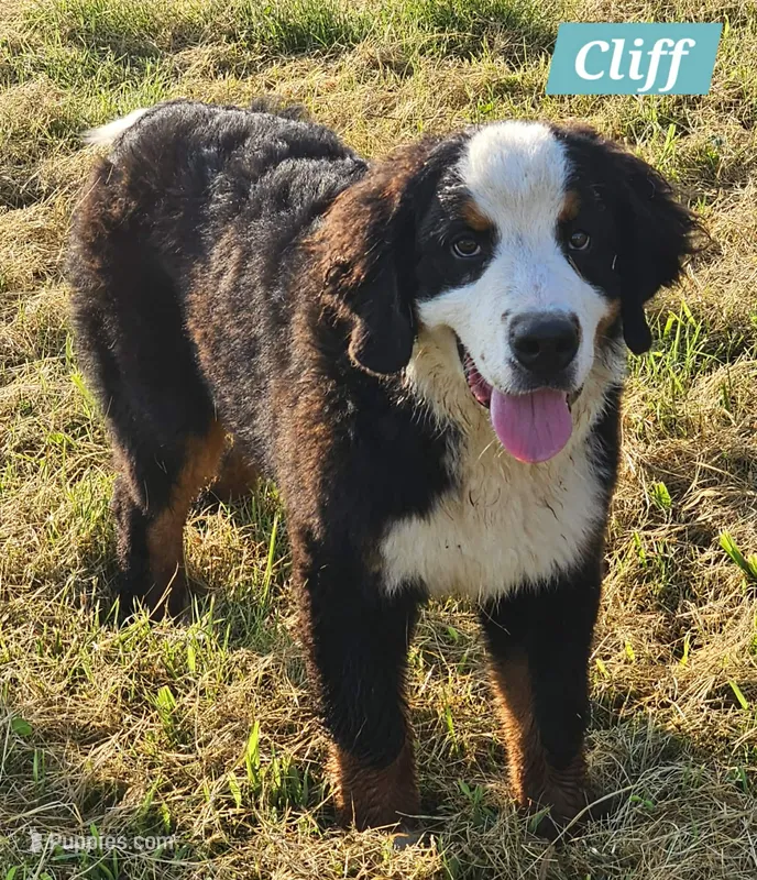 Cliff – Bernese Mountain Dog puppy for sale in St. Joe, AR