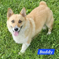 Buddy, a male Pembroke Welsh Corgi for sale in St. Joe, AR – Photo 1 of 2