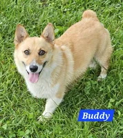 Buddy, a male Pembroke Welsh Corgi for sale in Mountain View, MO – Photo 1 of 2
