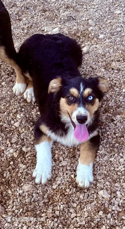 Esme – Australian Shepherd puppy for sale in St. Joe, AR