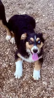 Esme, a female Australian Shepherd for sale in St. Joe, AR – 1 of 1