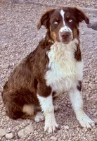 Amor, a male Australian Shepherd for sale in St. Joe, AR – 1 of 2