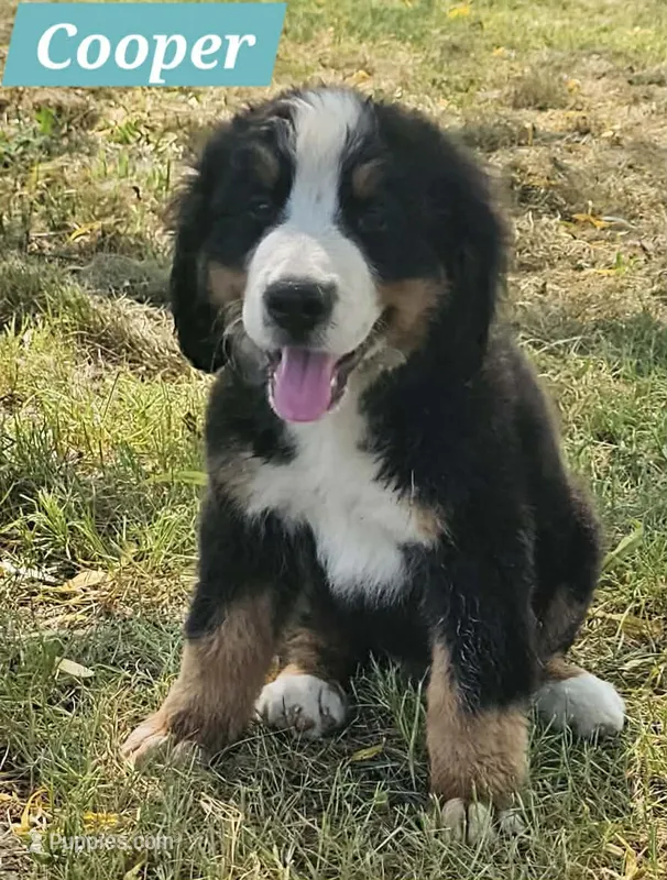 Copper – Bernese Mountain Dog puppy for sale in St. Joe, AR